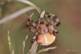 <p>KŘIŽÁK ČTYŘSKVRNNÝ (Araneus quadratus) ---- /Four-spot orb-weaver - Vierfleckkreuzspinne/</p>